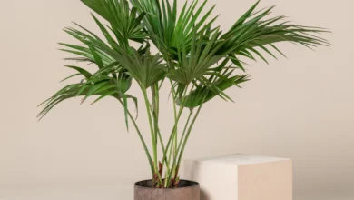 chinese fan palm